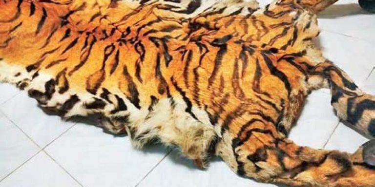 Seized Tiger Skin In Odisha Turns Out To Be Jackal Hide