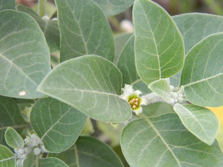 India & UK To Conduct Clinical Trials Of Ashwagandha For Treating COVID-19