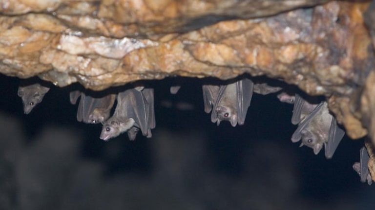 What Is Marburg Disease Found In West Africa?