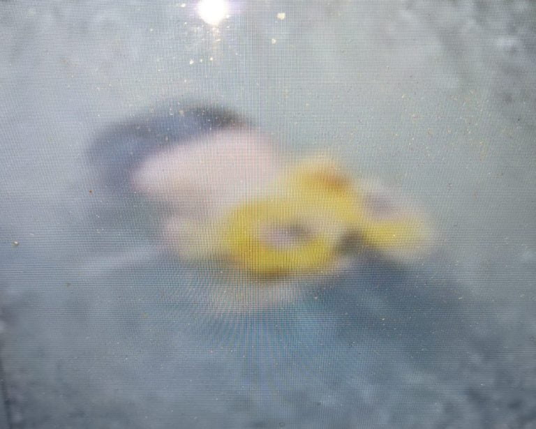 Body Of Girl Student Found In Pond Inside Farmhouse In Bhubaneswar; Family Cries Foul