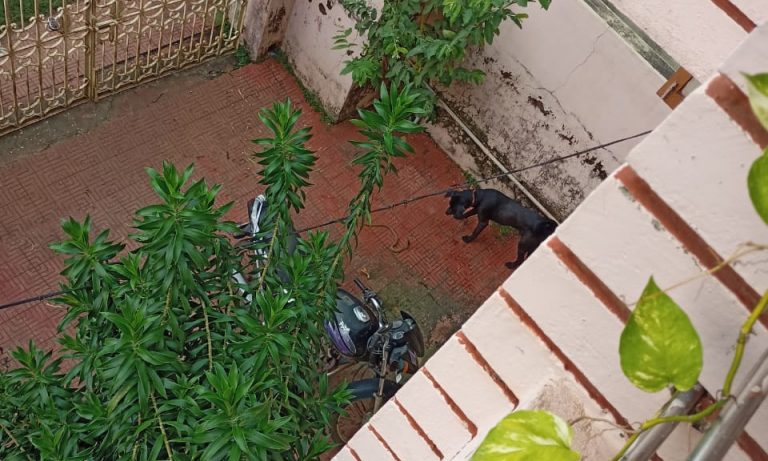 Dog Dies A Hero After Saving Owner From Cobra In Bhubaneswar