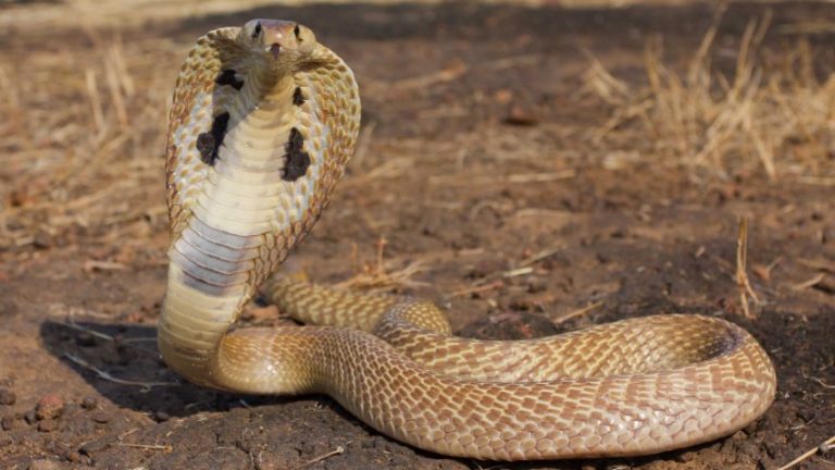 snakebite in Odisha
