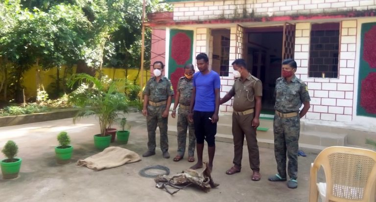 1 Arrested; Boar Meat, Deer Skin Seized In Odisha’s Keonjhar Forest