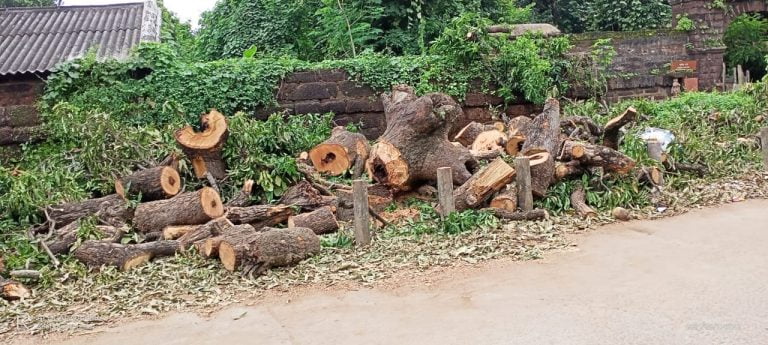 After Temples & Mutts, Axe Falls On ‘Ancient’ Trees In Bhubaneswar’s Ekamra Kshetra