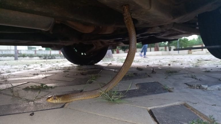 Rat Snake Plucked Out Of Car Chassis