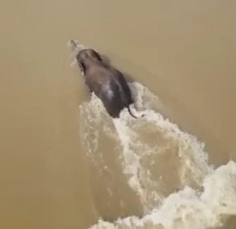 [Watch] Operation Gaja In Odisha: Stranded Tusker Heads Back Into Mahanadi, Know Why