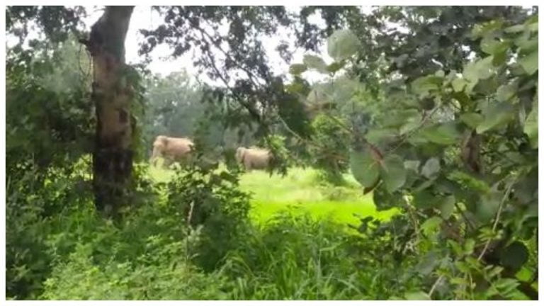 Jumbo Menace In Odisha’s Bargarh District