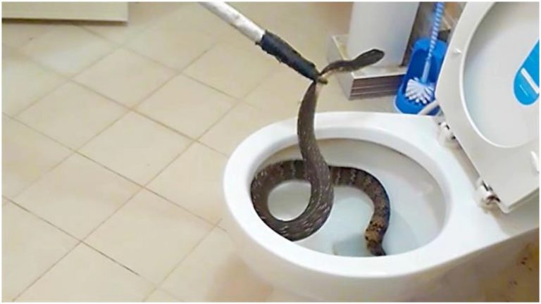 Snake Found Inside School Toilet In Odisha’s Sunabeda