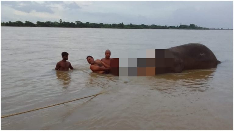 Missing Jumbo Fished Out Of Mahanadi At Cuttack’s Jagatpur