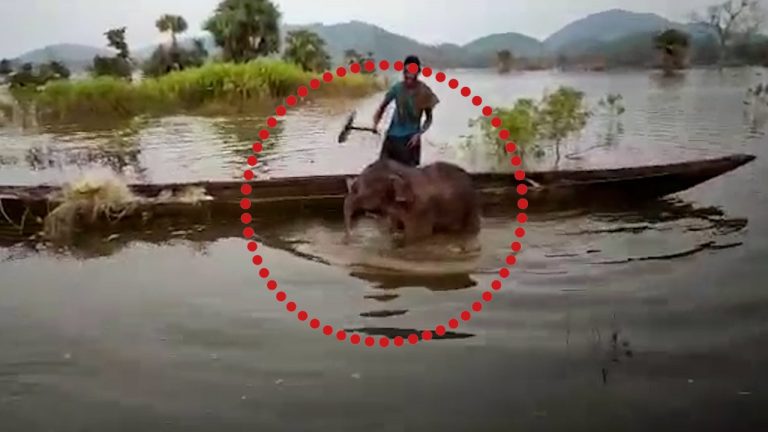 Jumbo Calf Rescued From Water In Odisha’s Angul