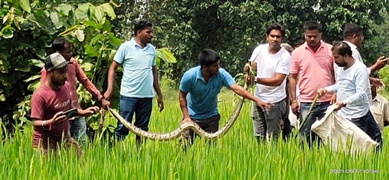 8-Foot Python Spotted In Odisha’s Bargarh Village