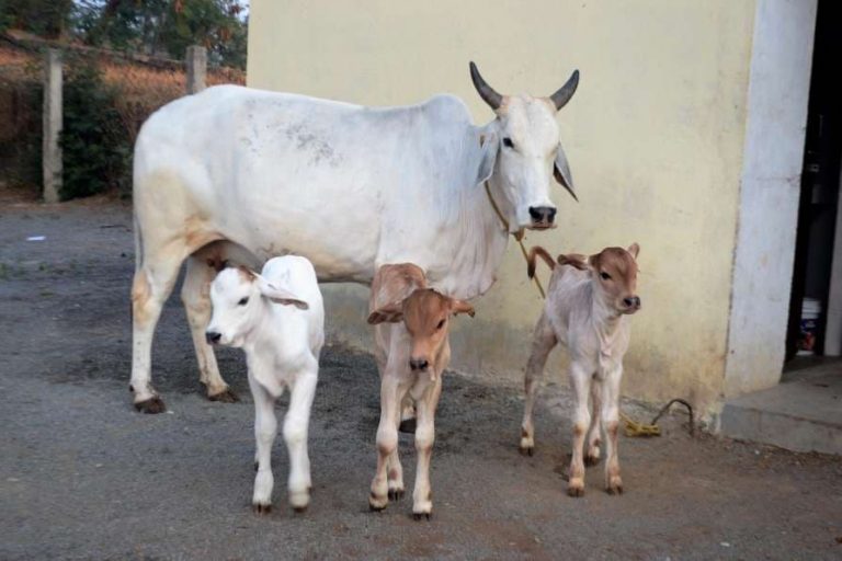 cow national animal high court