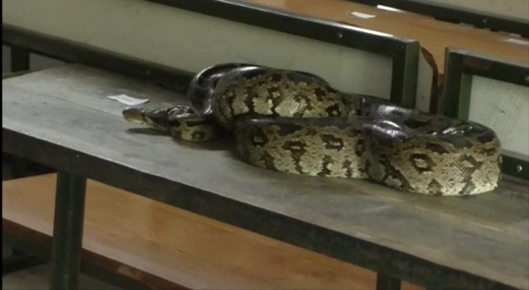 python rescued in Malkangiri