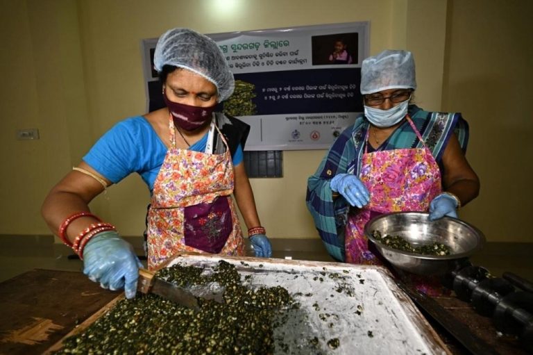 Spirulina: The Miracle Supplement For Children Of Sundargarh