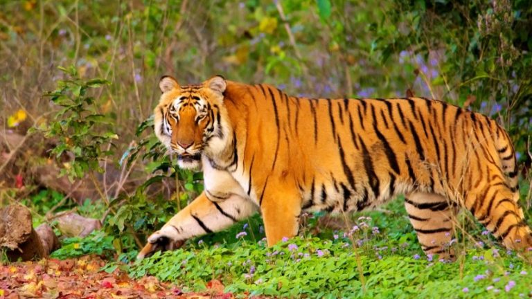 Jim Corbett National Park