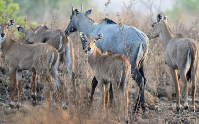 Nilgai