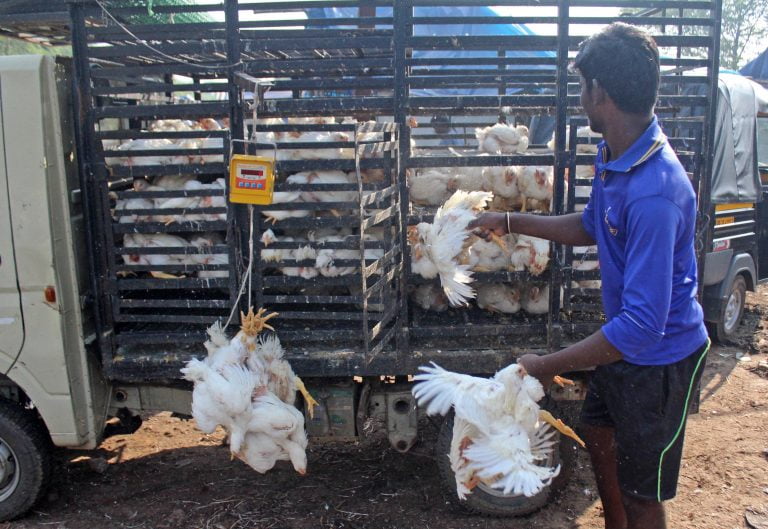 What Is The Importance Of Strong Nutrition In Healthy Chickens?