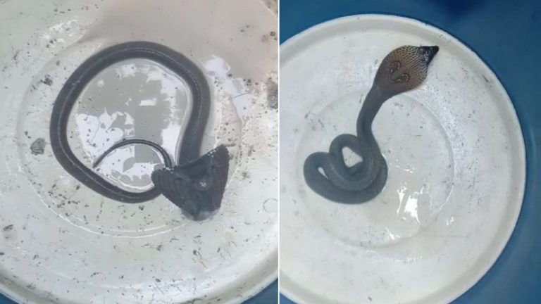 Villagers In Odisha’s Jajpur Hold Cobra ‘Hostage’ For Fear Of Kid’s Death