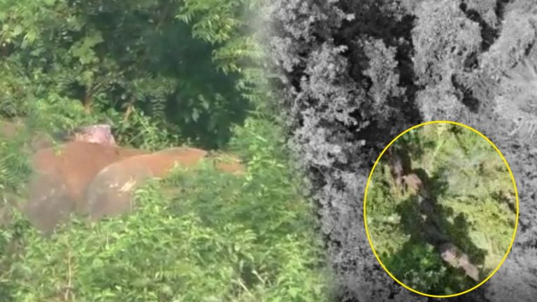 Jumbos Stray Into Odisha’s Sonepur Village, Destroy Paddy Fields