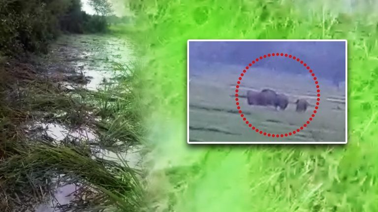 Jumbo Menace: Compensation Denied for Crop Loss In Forests Land