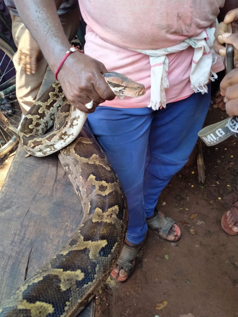Python Rescued From Residential Colony In Odisha’s Malkangiri