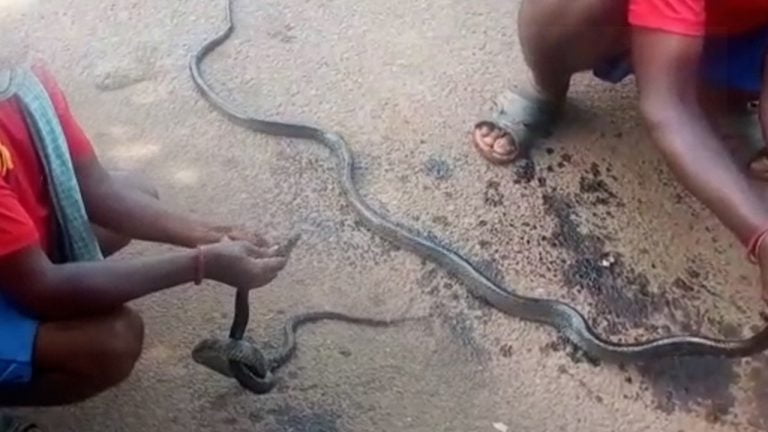 Rat Snake Stuck In Coal Tar Rescued In Odisha’s Malkangiri