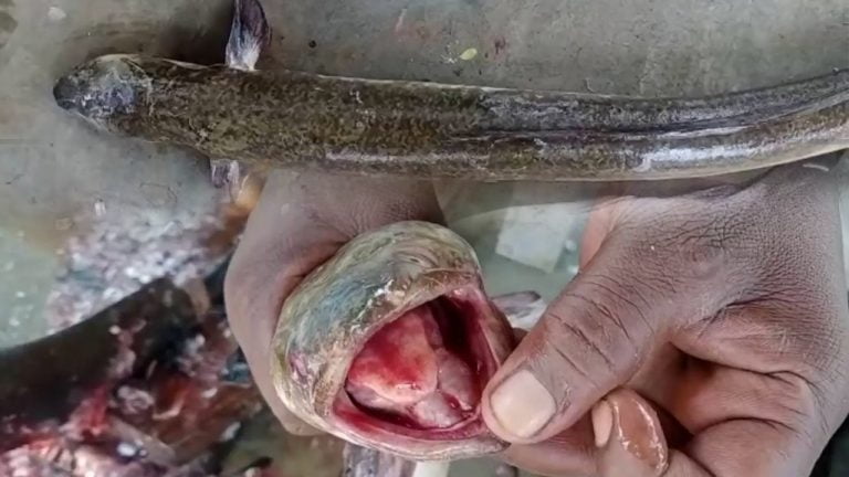 Current Fish With ‘Human Tongue’ Found In Odisha’s Jajpur