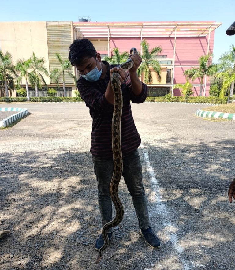 python rescued