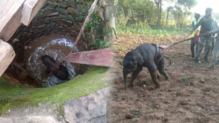 elephant calf rescued