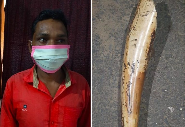 Smuggler Arrested While Striking Deal For Elephant Tusk In Odisha