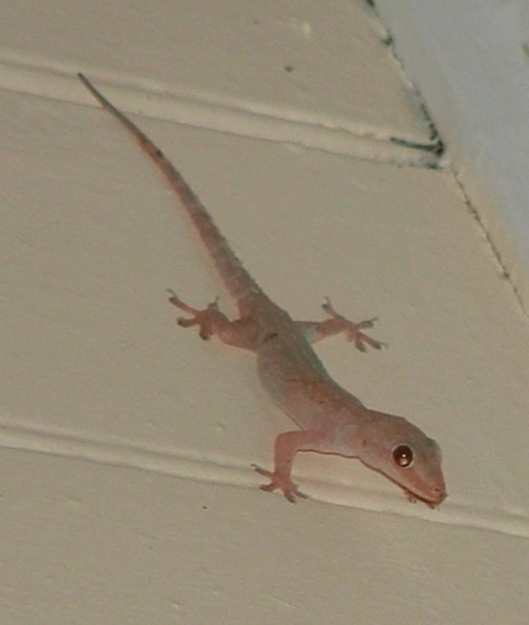 how to get rid of lizards