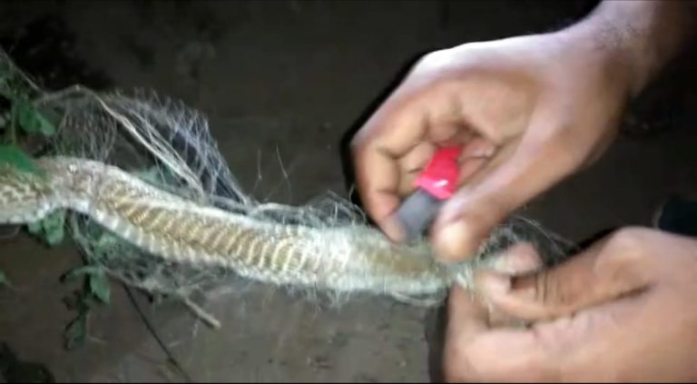 Cobra Trapped In Fishing Net In Odisha’s Cuttack, Rescued