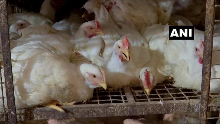 Bizarre! Chickens Die Of Heart Attack Due To This In Odisha’s Balasore