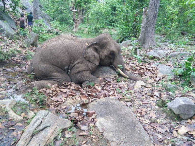 Tusker Death Axe On Forest Officials Of Odisha’s Athagarh; Carcass With Gunshot Injuries Buried Secretly