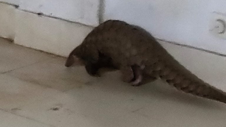 Pangolin