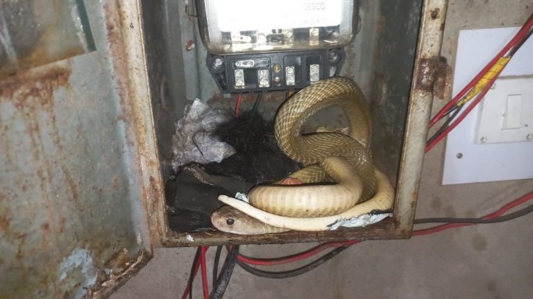 cobra rescue