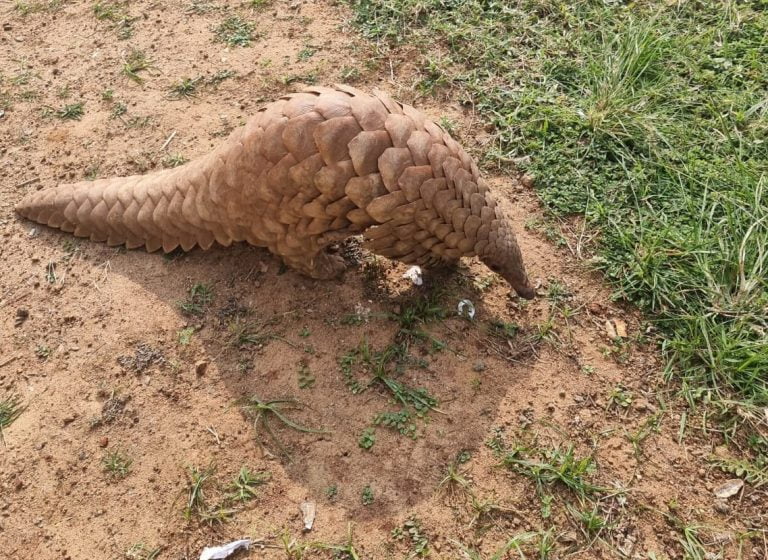 pangolin seized