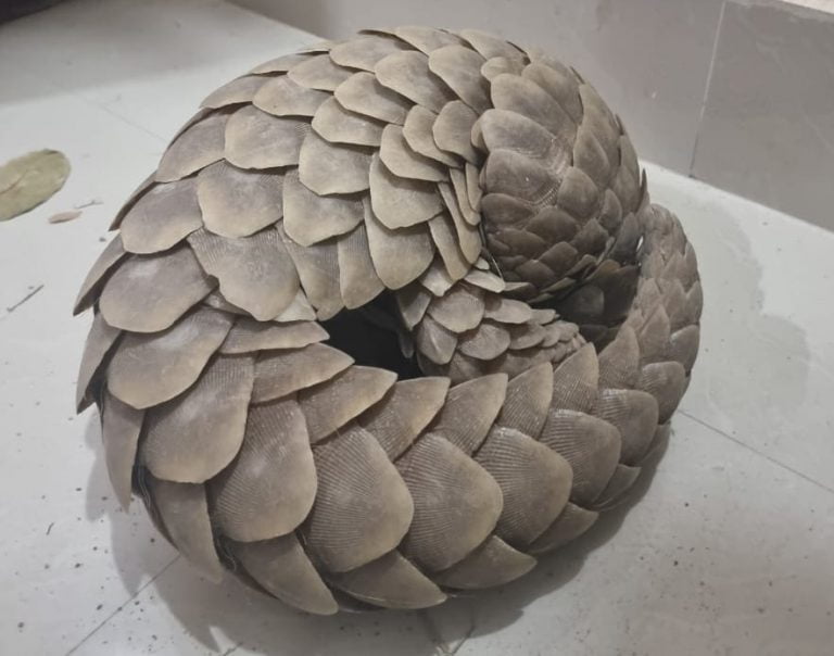 Man Held, Pangolin Seized In Odisha