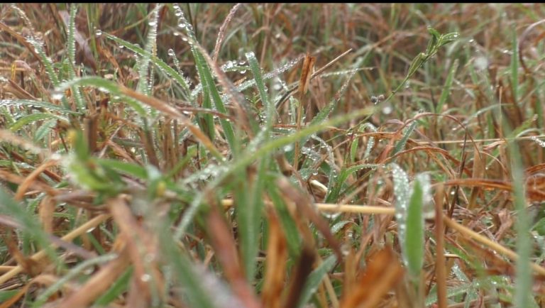 G Udayagiri Coldest In Odisha Again; IMD Forecasts Slight Rise In Night Temp In Next 2 Days