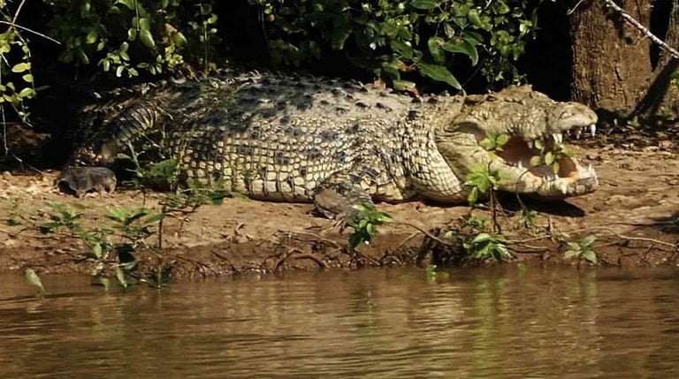 Odisha’s Bhitarkanika Closed To Tourists From January 2-11