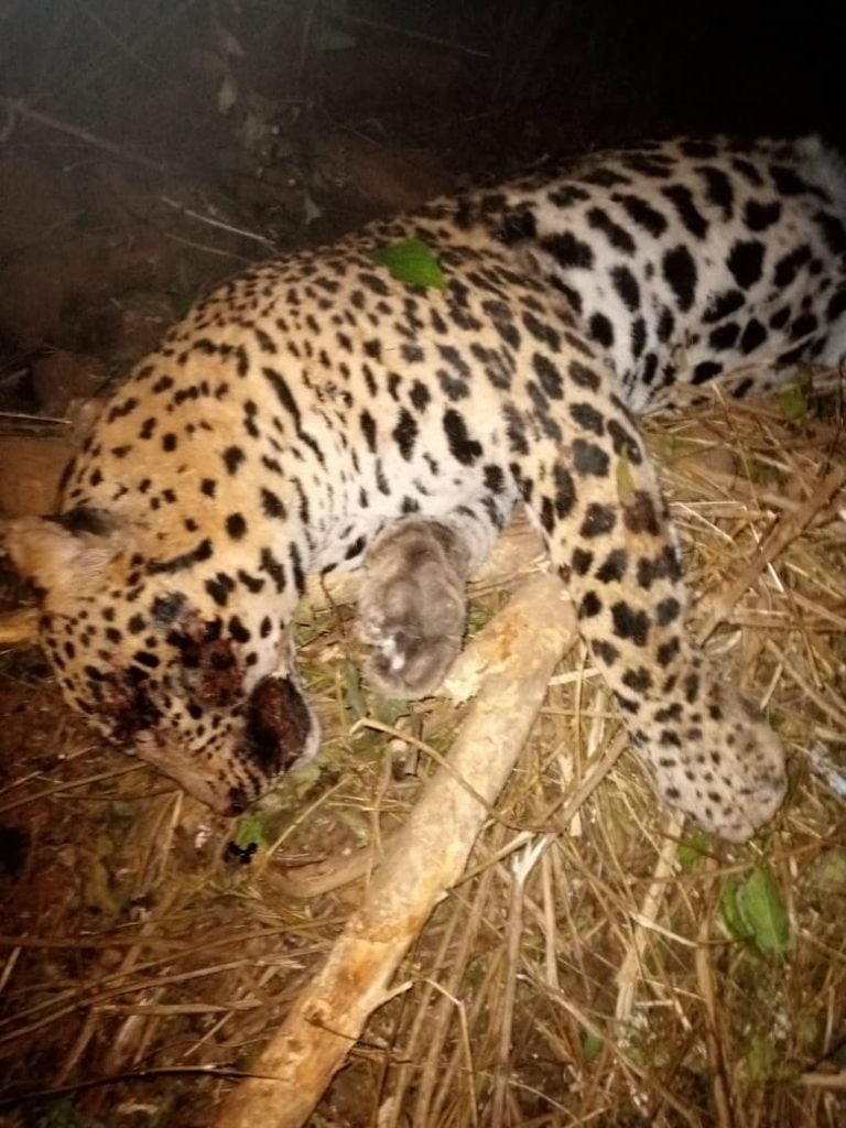 [In Pics] Leopard Carcass Found In Odisha’s Angul Forest