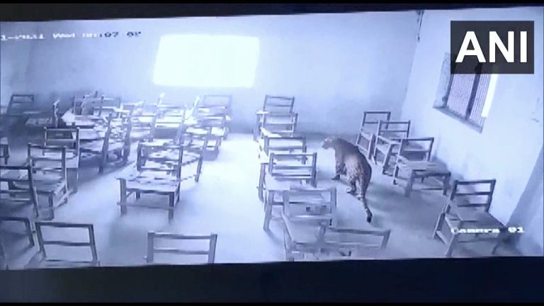 Leopard Strays Into Classroom, Attacks Student
