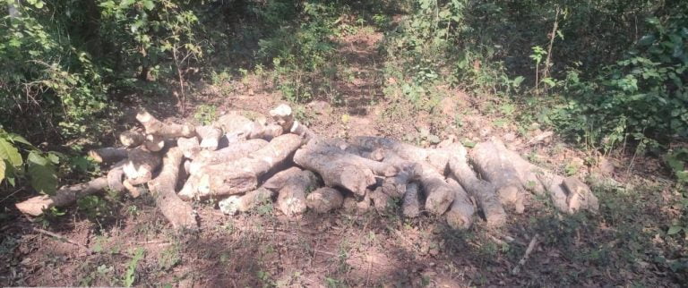Timber Seized Worth Rs 1 Lakh Seized During Vigilance Raid In Odisha’s Sambalpur