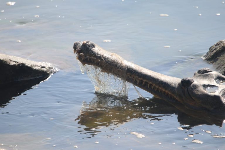 [Watch] Fishing Net Removed From Gharial’s Mouth, Set Free In Odisha’s Mahanadi