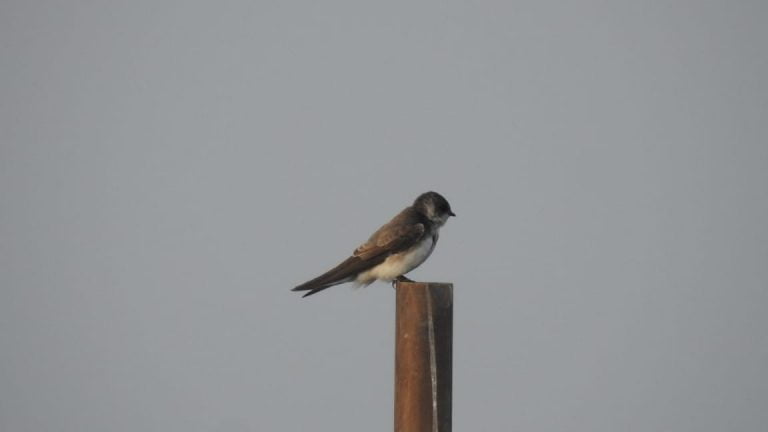 Odisha: New Winged Visitor, Bank Swallow, Spotted At Mangalajodi