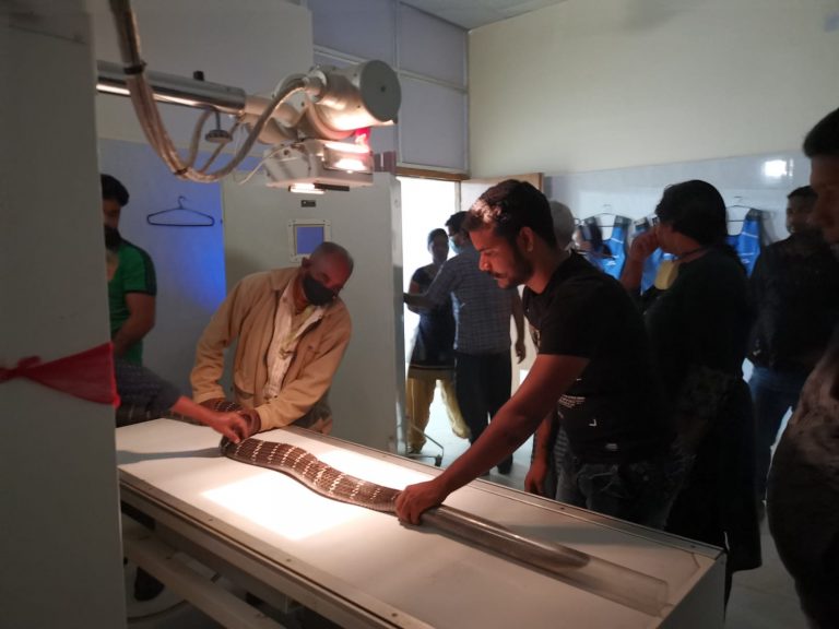King Cobra With Fractured Ribs Under Treatment At OUAT In Bhubaneswar