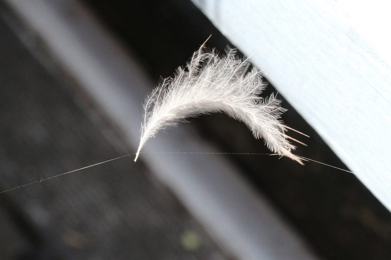 Sunday Poem: Wistful