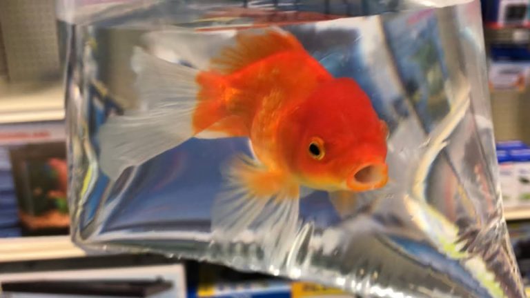 Your Goldfish Can Go Mad In A Fishbowl; Experts Tell More