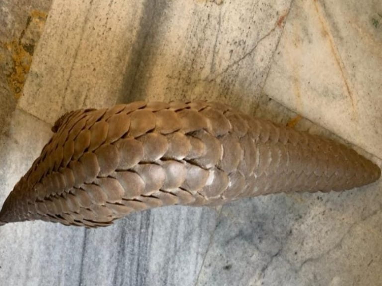 live pangolin