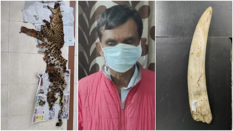 Leopard Skin & Elephant Tusk Seized, One Detained In Odisha’s Deogarh